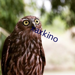 xaxkino