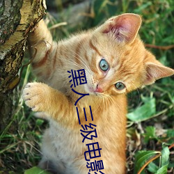 黑(hēi)人三(sān)级电影