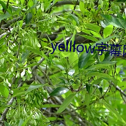 yelllow()幕网(W)旧汾(本)app