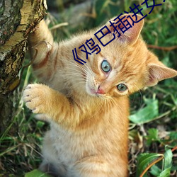 鸡巴插进女人的屁股app 心术不端）