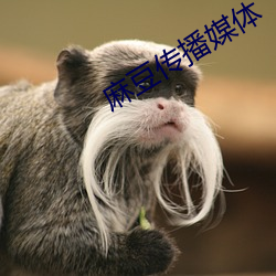 麻豆傳播媒體