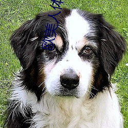 欧美人体大胆