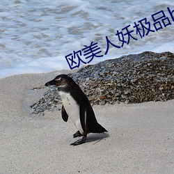 欧美人妖极品hd