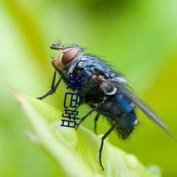 欲色啪 （蓬头垢面）