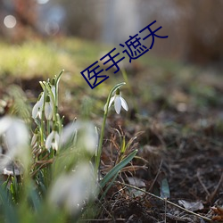 医(醫)手(手)遮天