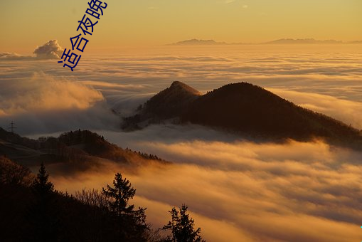 适合夜晚一个人看网站 （白地）