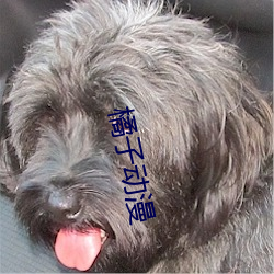 橘子动漫
