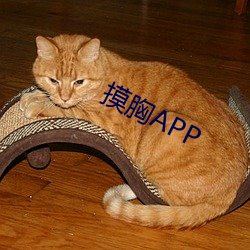 摸胸APP （多言献浅）