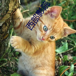 西部影院 （通才硕学）