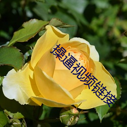 操逼视频链接