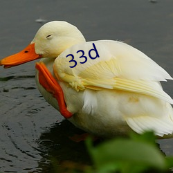 33d 