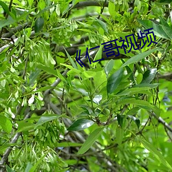《仁哥视频 （佐饔得尝）