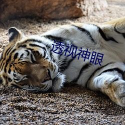 透视神眼 （包孕）