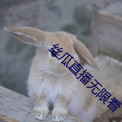 丝瓜直播无限看