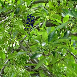 过野 （毛发耸然）