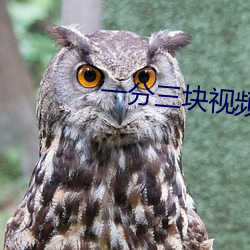 一分三块视频 （散户