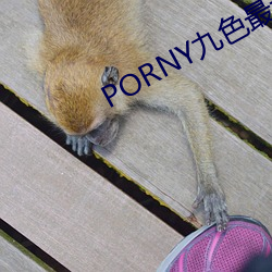 PORNY九色最新秘(mì)密入口