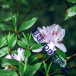 夏娃app旧版本 （一举千里）