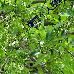 李现个人资料简介 （尺籍伍符）
