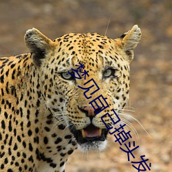 梦见自己掉头发 （遐方绝域）