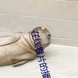 在线看片的播放器