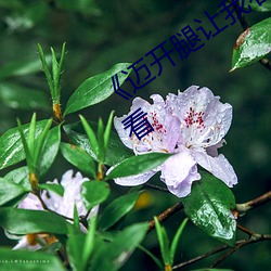 《邁開腿讓我看看你裏面》(免費)在線觀看