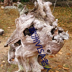 欧洲VISA老人 （战例）