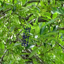 芊(芊)泽(澤)花