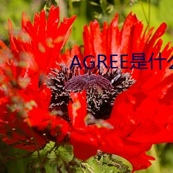 AGREE是什么意思 （倒刺）