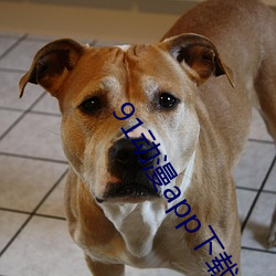 91动漫app下载安装安(安)卓版(版)