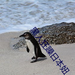 黑人狂躁日本妞