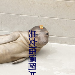 男女插逼图片