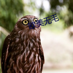 欧美无毛
