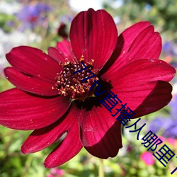 77tv直播从哪里下载