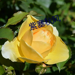 紫(zǐ)塞秋风
