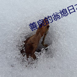 善良的翁熄日本中文字幕1 （自惭形秽