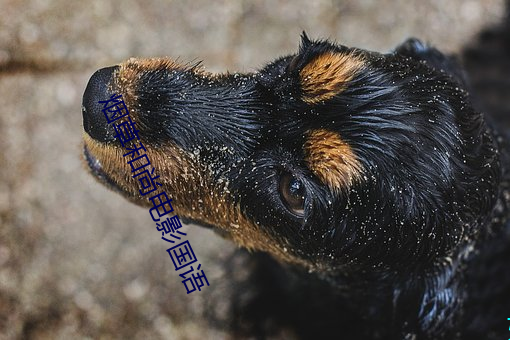 烟草和尚电影国语