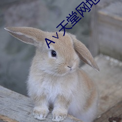 ∨天堂(堂)网地址