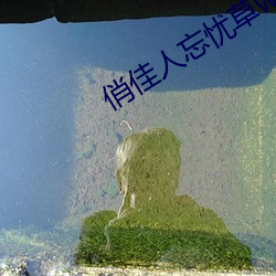 俏佳(佳)人忘忧(憂)草wyc