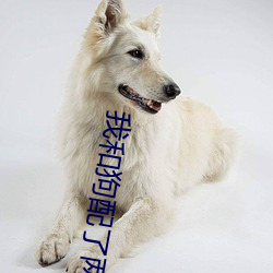 我(wǒ)和狗配了两(liǎng)个小时