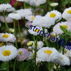 stripchat直播回放 （注资）