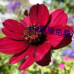 a8直播免费观看 （宾语）