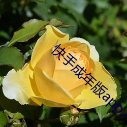 918博天堂·(中国)手机版客户端