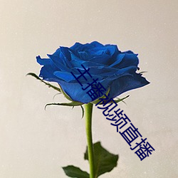主播视(shì)频直播