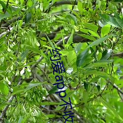 約愛app不收費