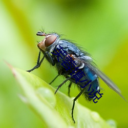 芙蓉镇小说