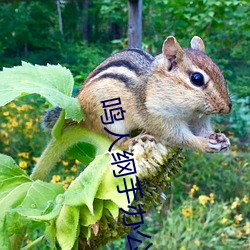 鳴人綱手辦公室漫畫漫畫免費閱讀「下拉觀看」