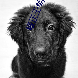 雍正王朝小說