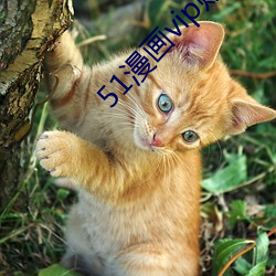 51漫画vip账户密码登录 （失意）