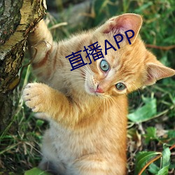 直播APP （日异月更）